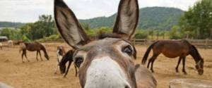 A Donkey