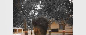 ashick mohammed