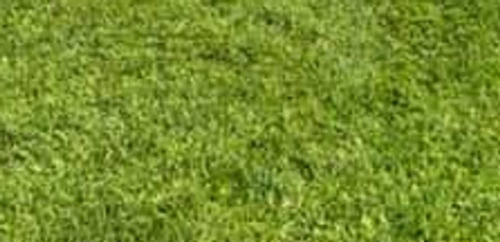 Butt Lane White Star U8