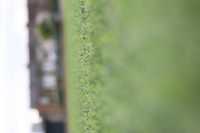 East London Athletic(U15)