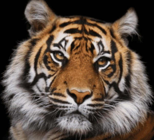 Westerham U13 Tigers badge