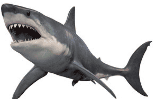 City Sharks FC badge