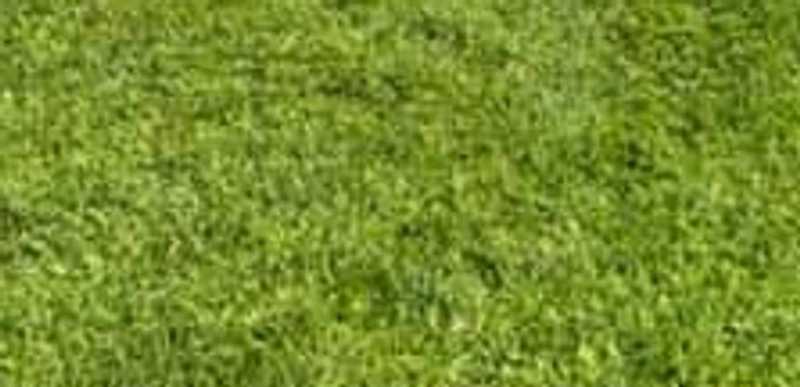 Butt Lane White Star U8