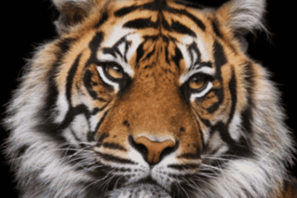 Westerham U13 Tigers