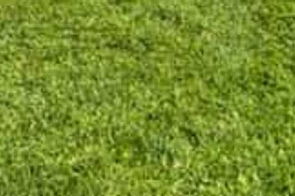 Butt Lane White Star U8