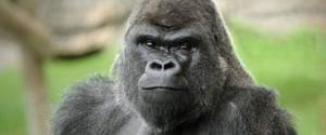 Matt Hughes