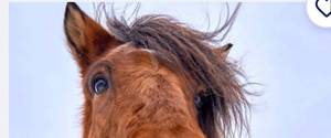 Tom Horse