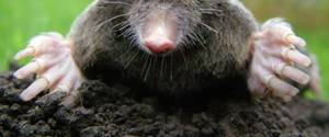 Trevor Mole